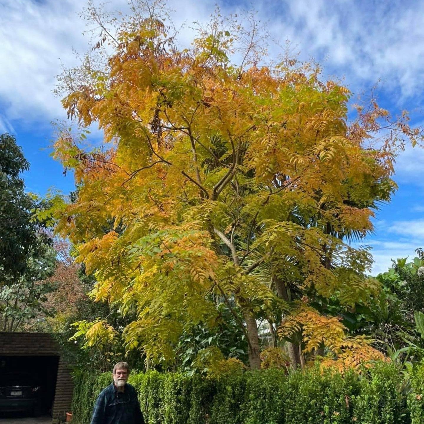 Koelreuteria paniculata 1