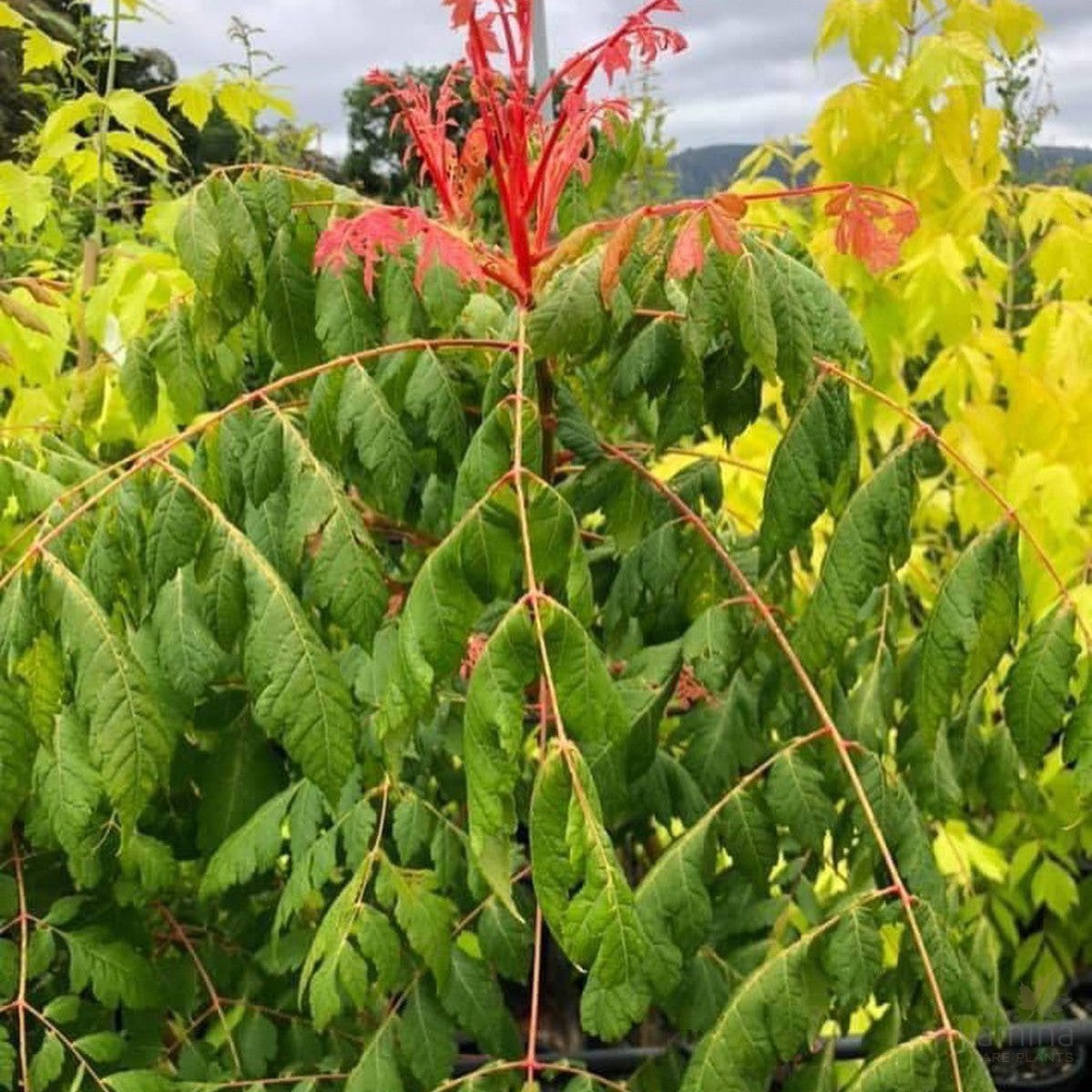 Koelreuteria paniculata 2