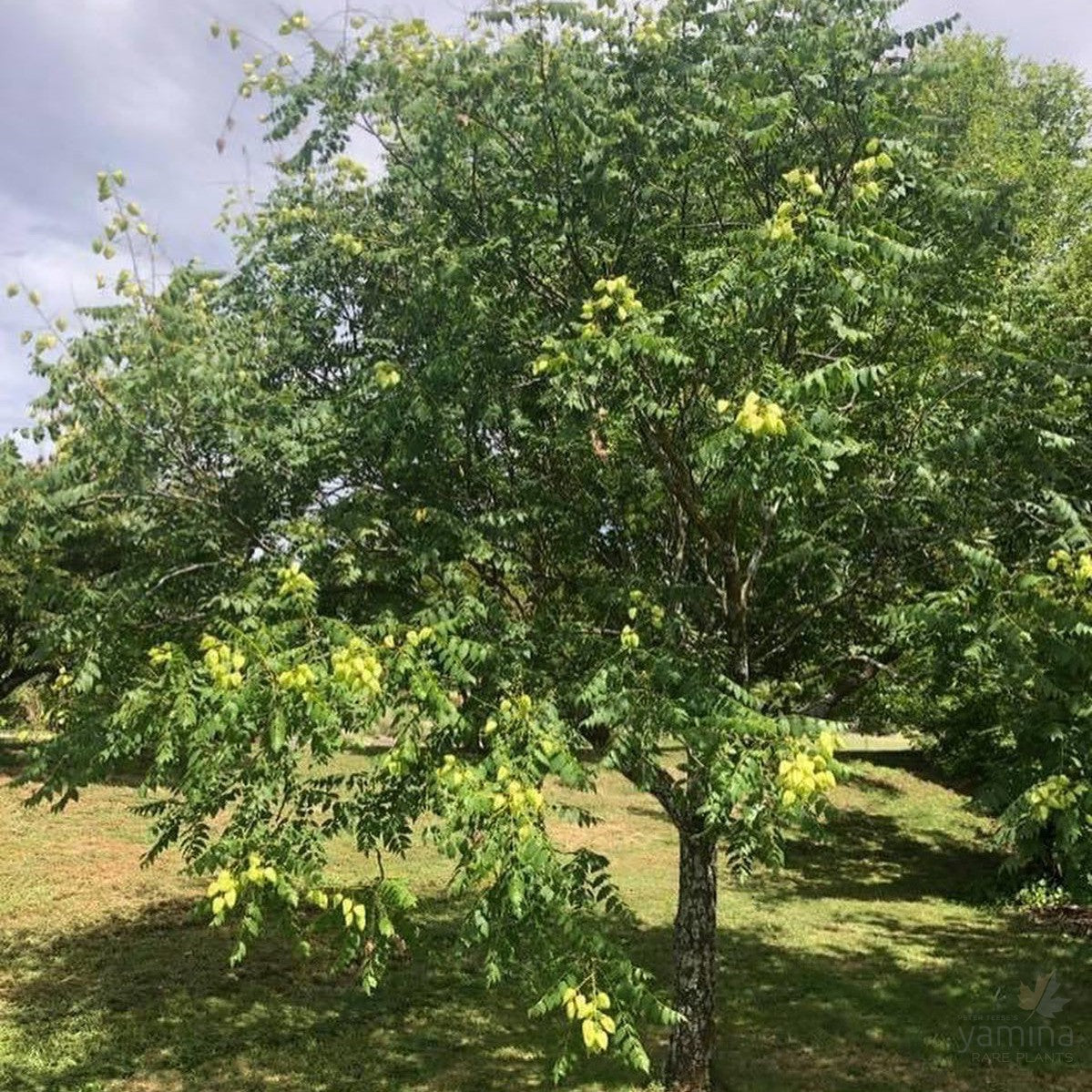 Koelreuteria paniculata 3