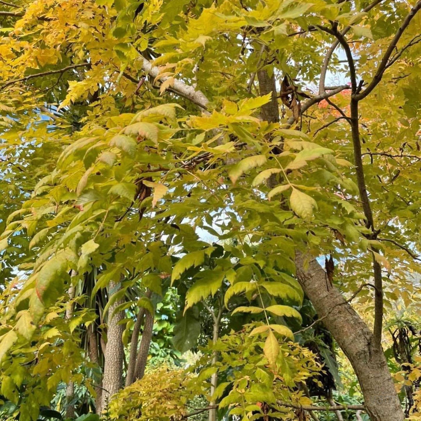 Koelreuteria paniculata 4