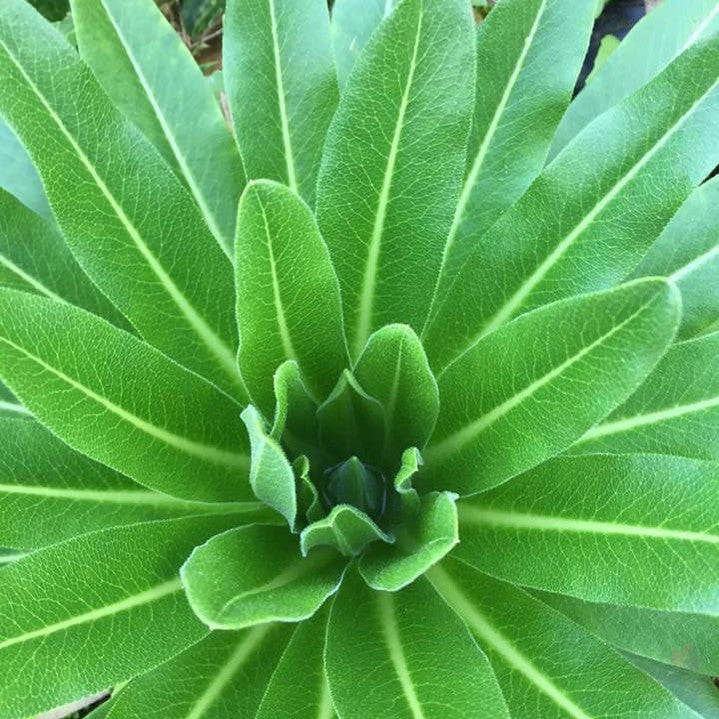 Lobelia aberdarica 1