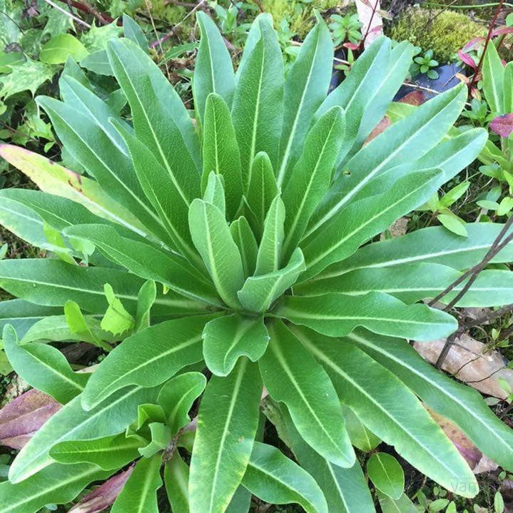 Lobelia aberdarica 2