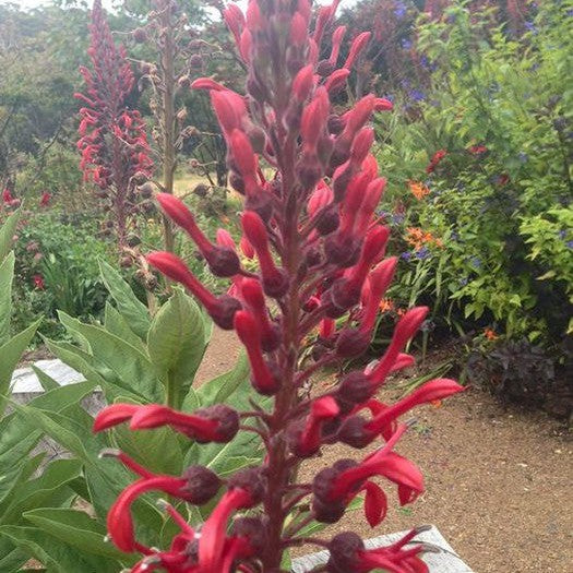 Lobelia tupa 1