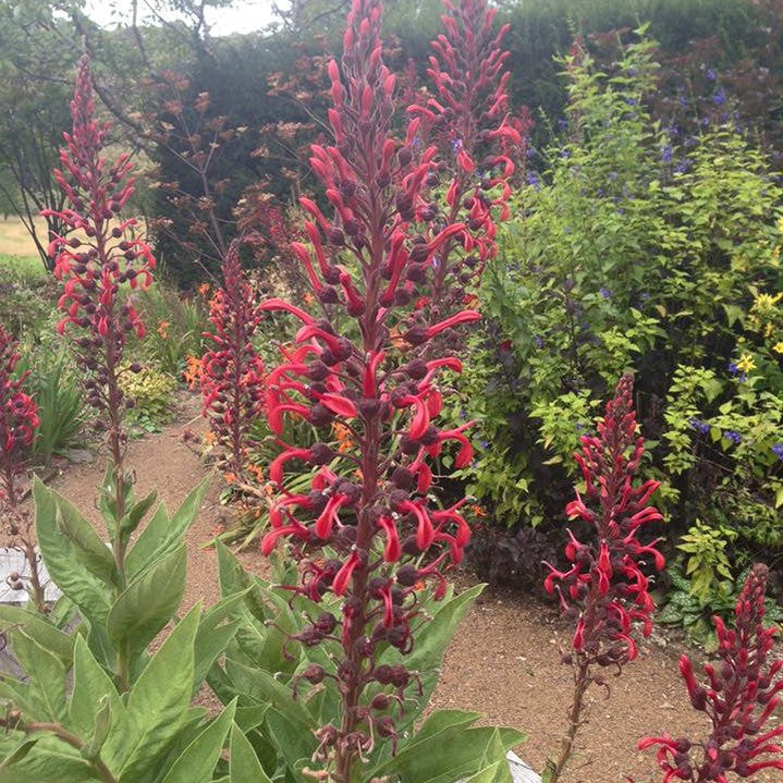 Lobelia tupa 2