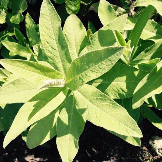 Lobelia tupa 3