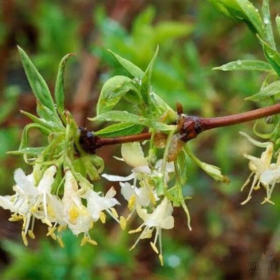 Lonicera fragrantissima 1