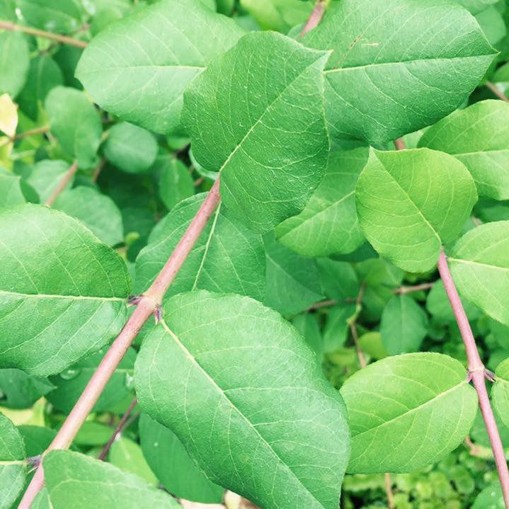 Lonicera fragrantissima 2