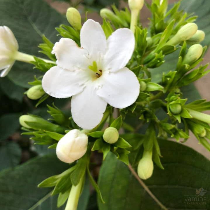 Luculia grandifolia 1