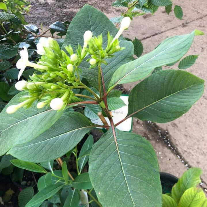 Luculia grandifolia 2