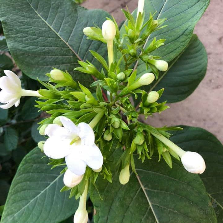 Luculia grandifolia 3