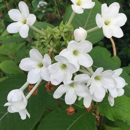 Luculia grandifolia 4