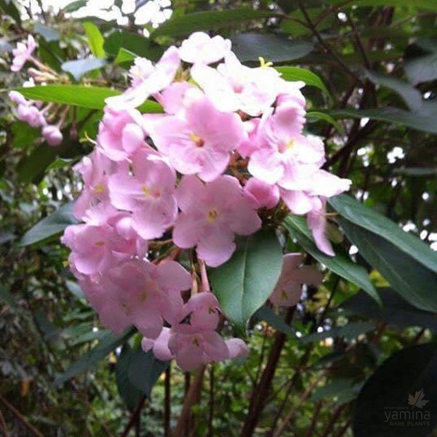 Luculia gratissima 1