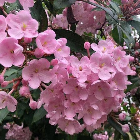 Luculia pinceana Pink Spice 1