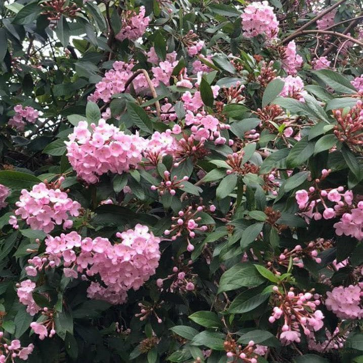 Luculia pinceana Pink Spice 2