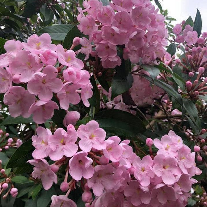 Luculia pinceana Pink Spice 3