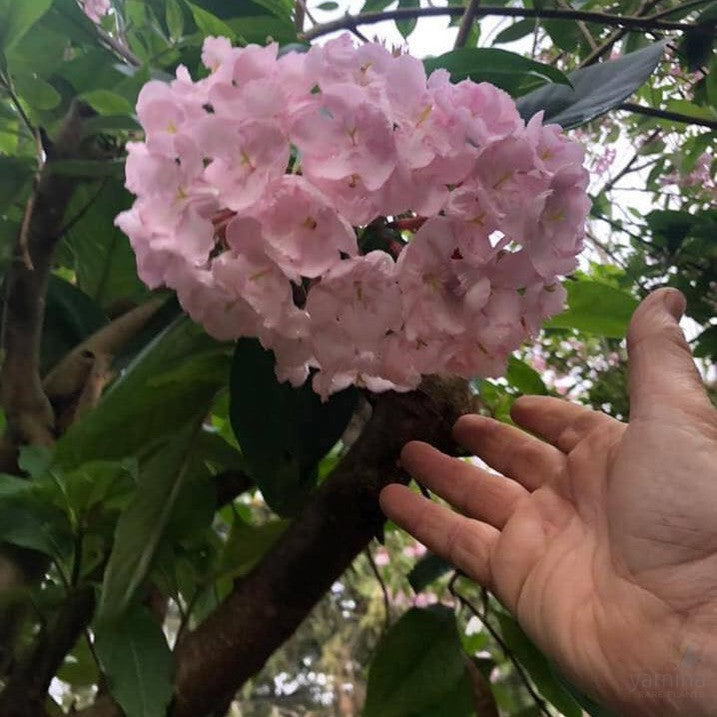 Luculia pinceana Pink Spice 4