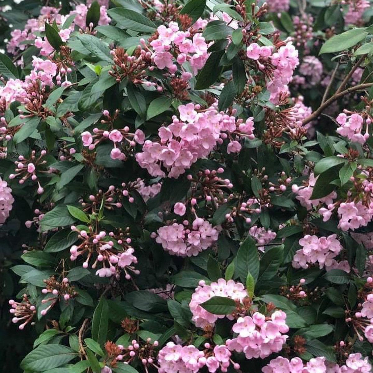 Luculia pinceana Pink Spice 5