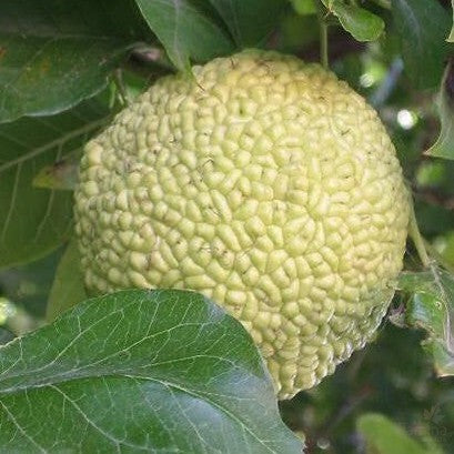 Maclura pomifera 1