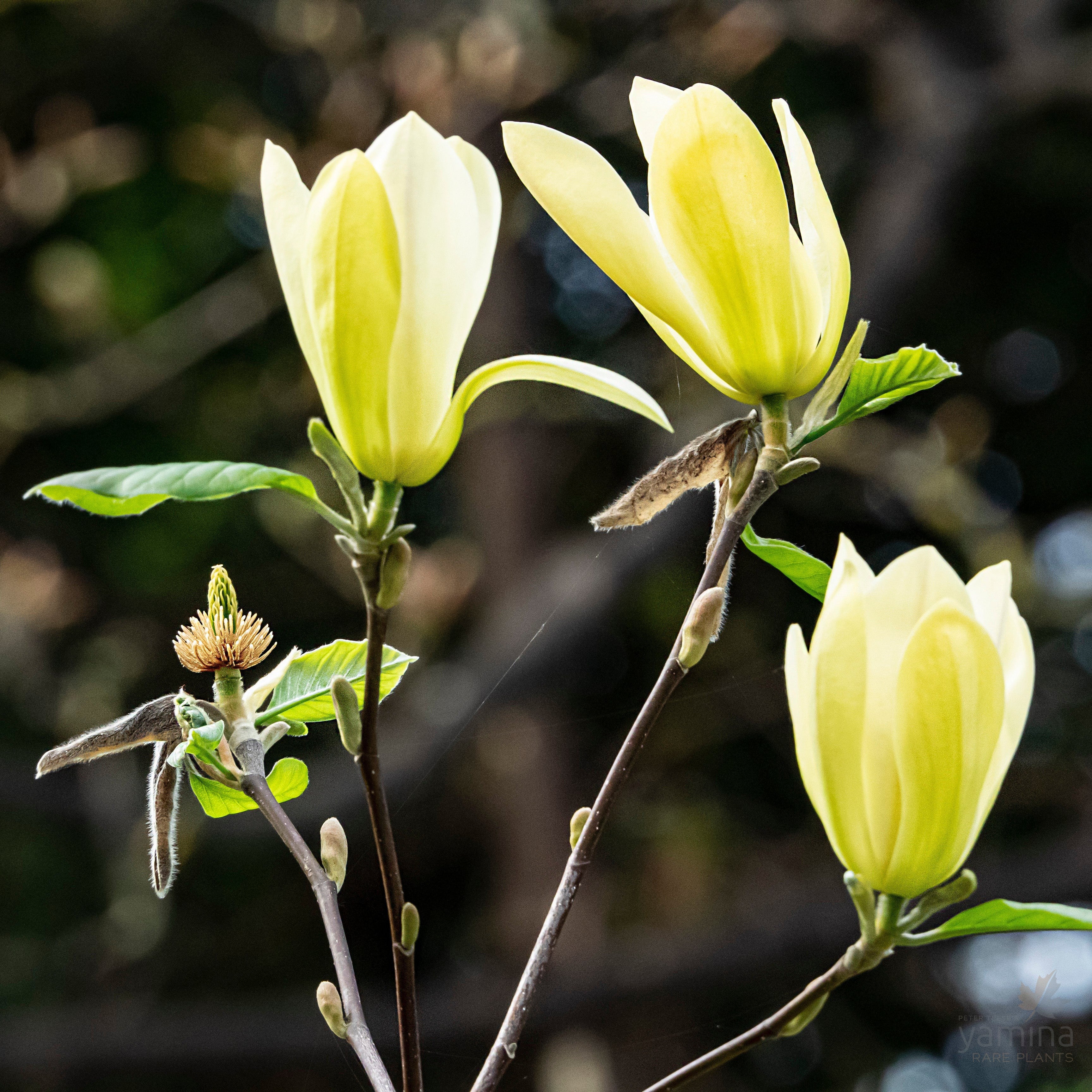 Magnolia Solar Flair