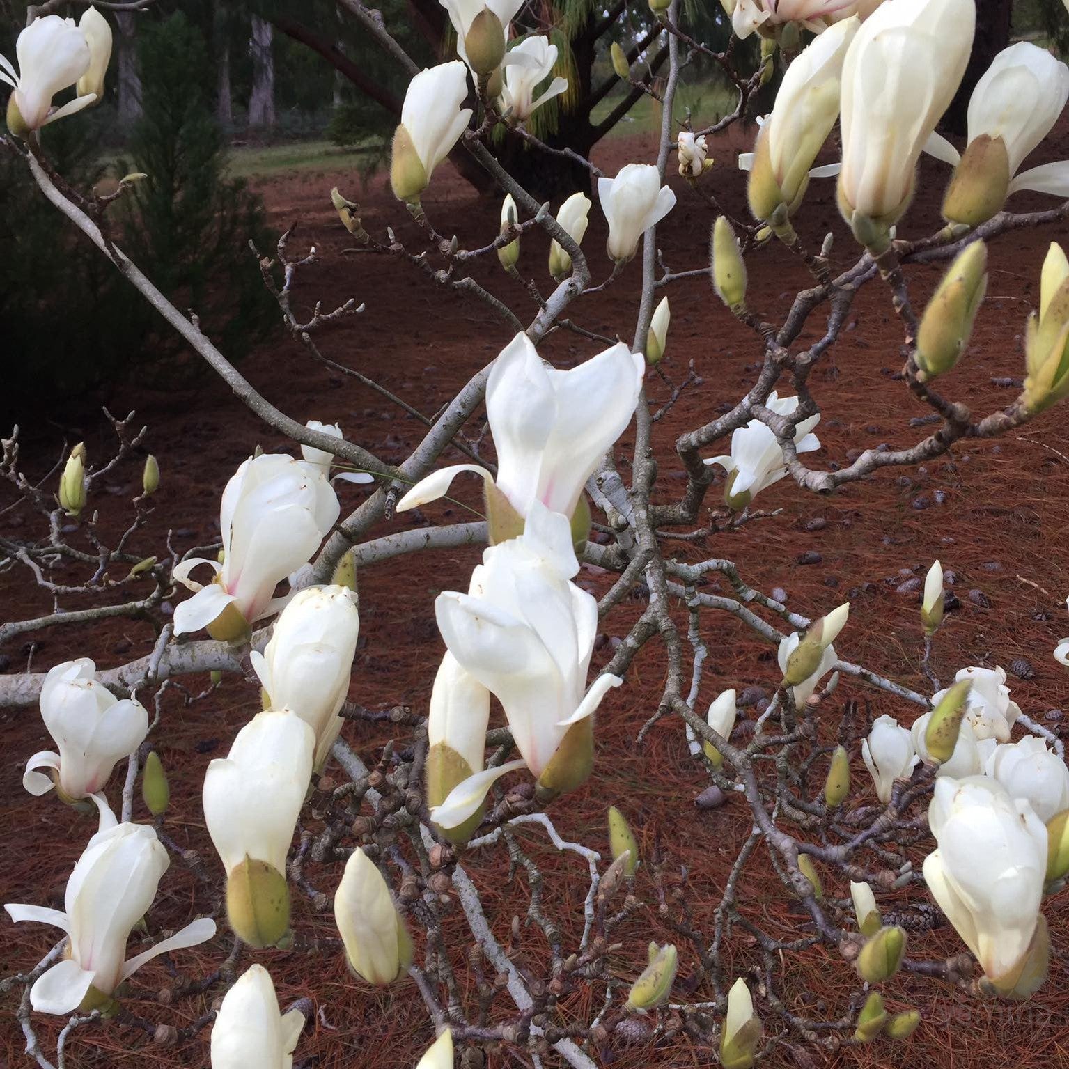 Magnolia cylindrica 2