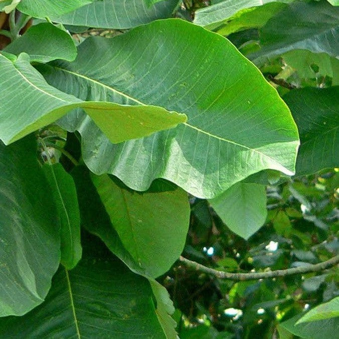 Magnolia dealbata