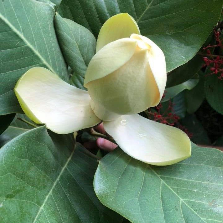 Magnolia delavayi 3