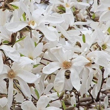 Magnolia kewensis Wada's Memory