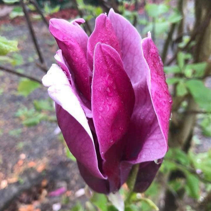 Magnolia lilliflora Nigra 2