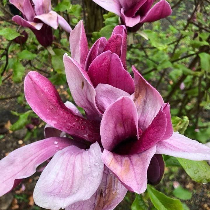 Magnolia lilliflora Nigra 3