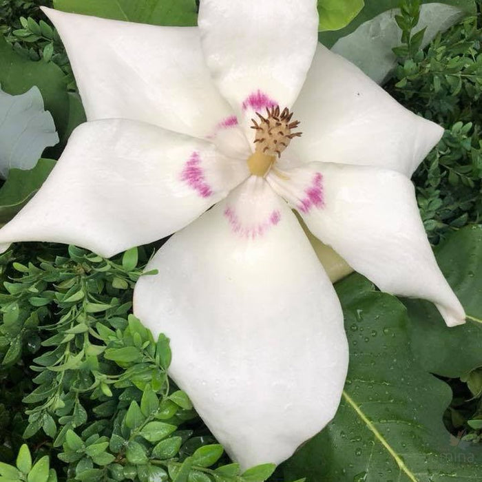 Magnolia macrophylla