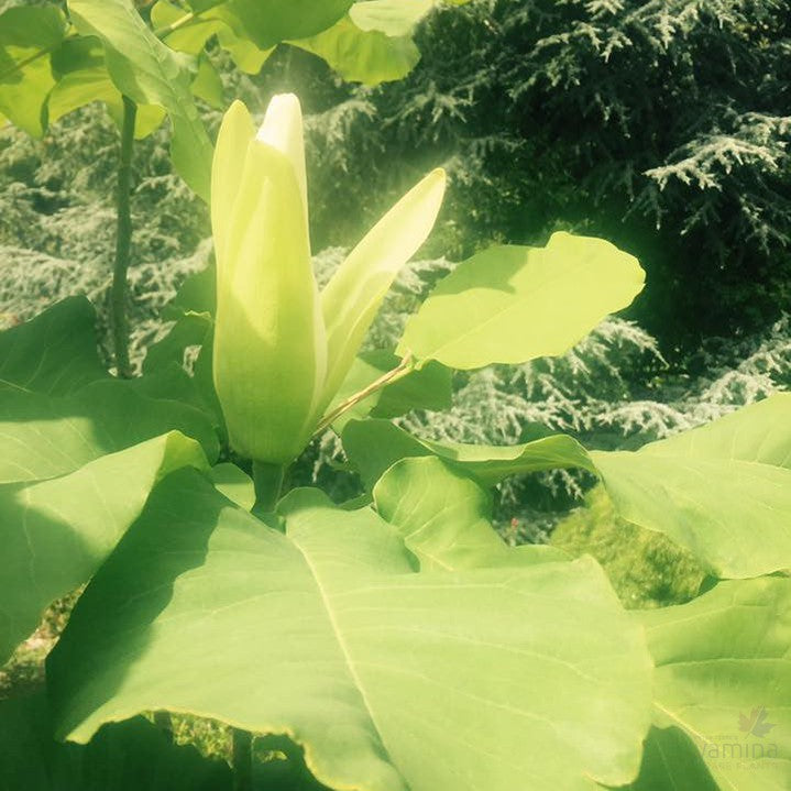 Magnolia macrophylla 3