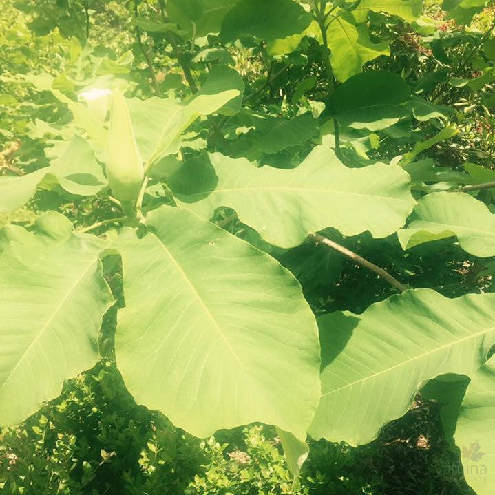 Magnolia macrophylla 4