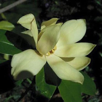 Magnolia nitida 1