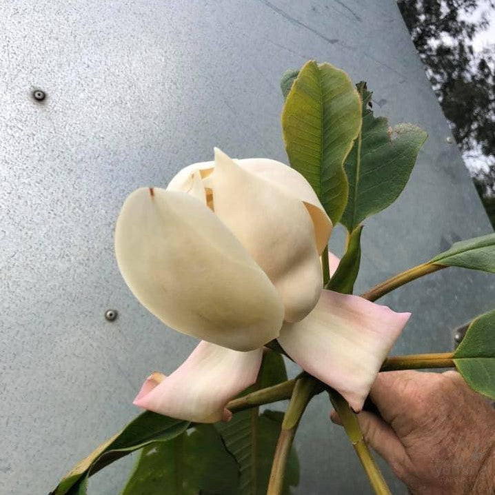 Magnolia rostrata 2