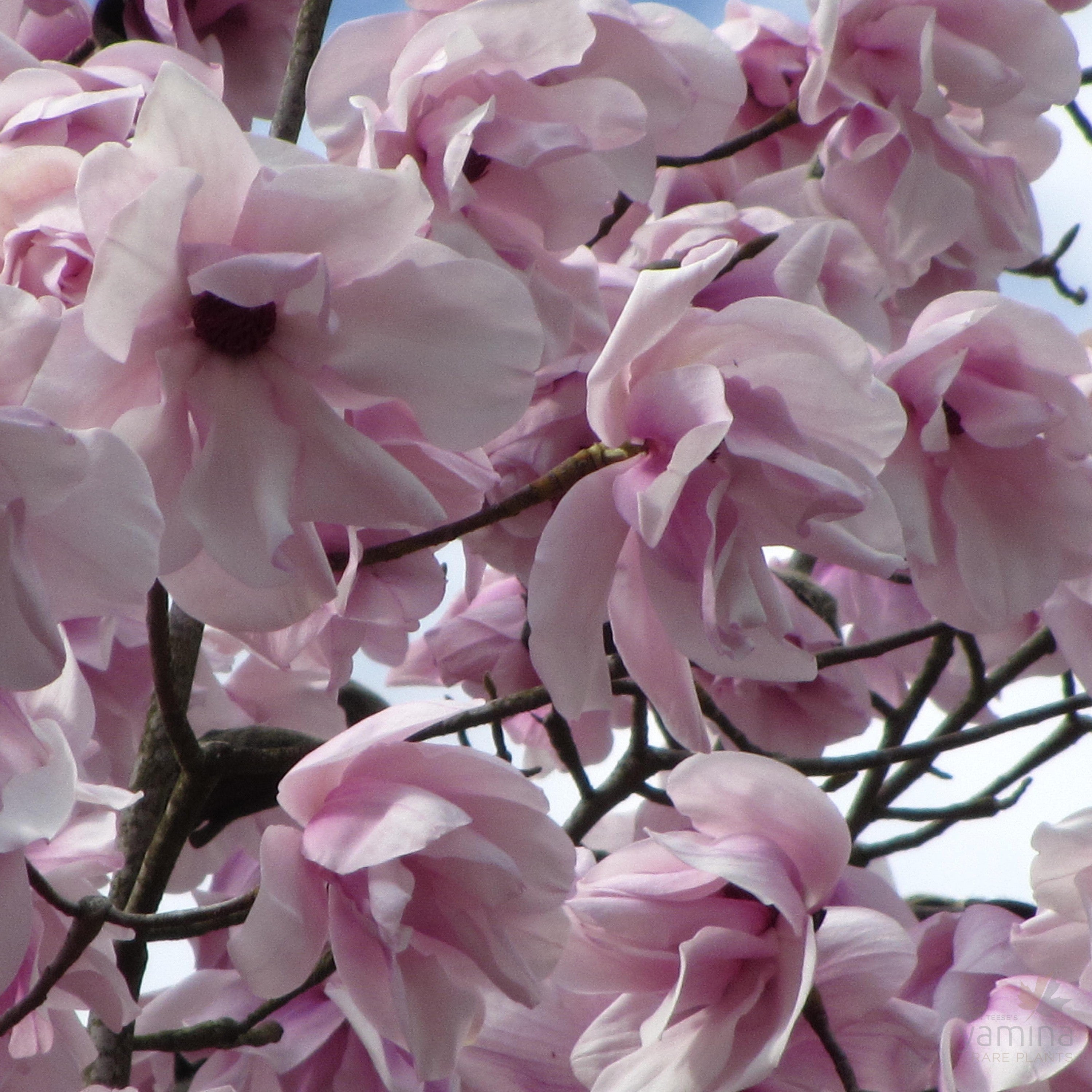 Magnolia sargentiana Robusta