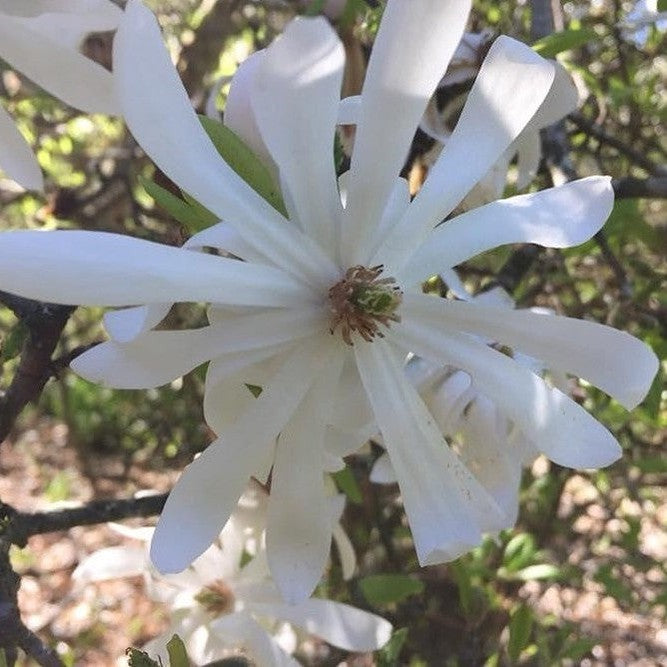 Magnolia stellata 1