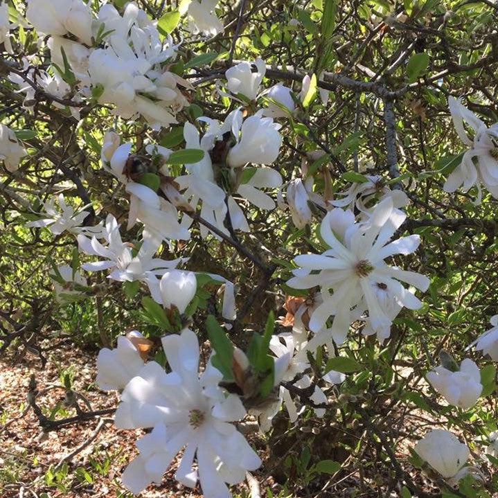 Magnolia stellata 2