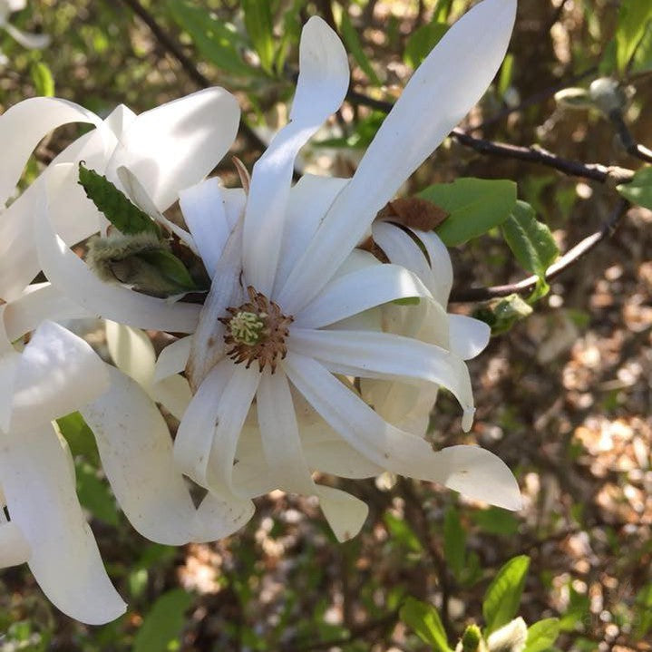 Magnolia stellata 3