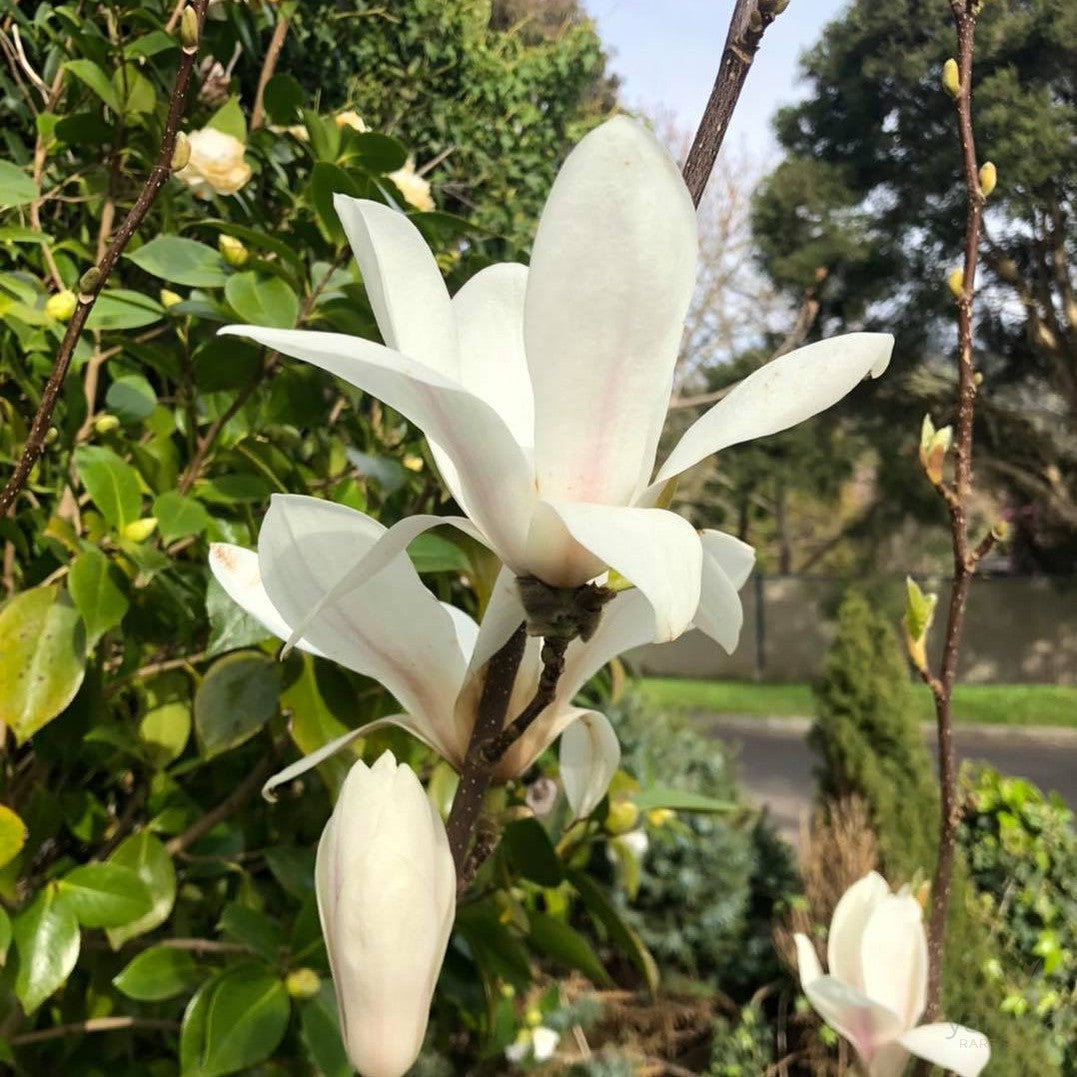Magnolia x Amabile 1