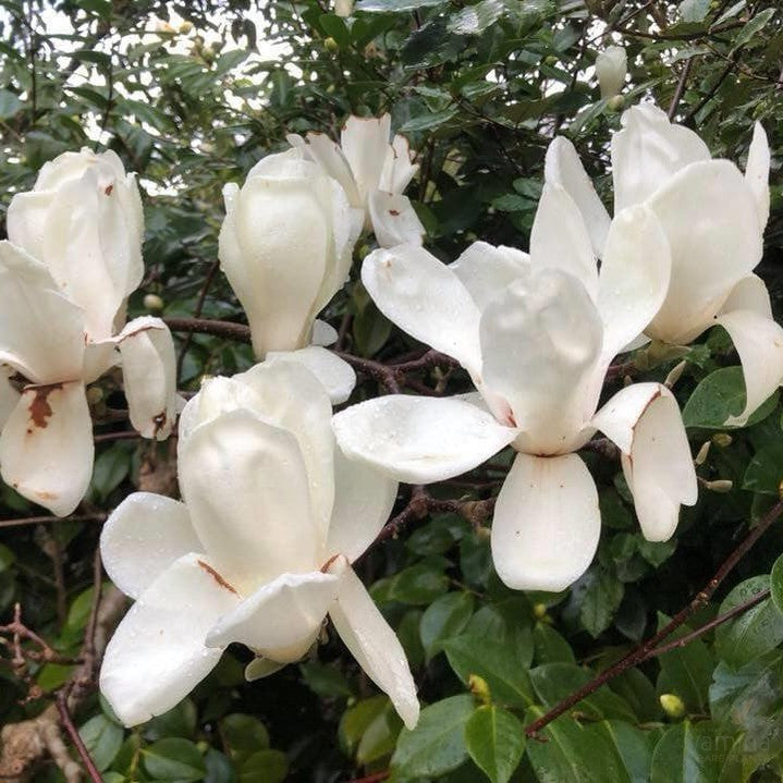 Magnolia x Amabile 2