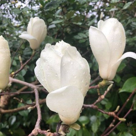 Magnolia x Amabile 3
