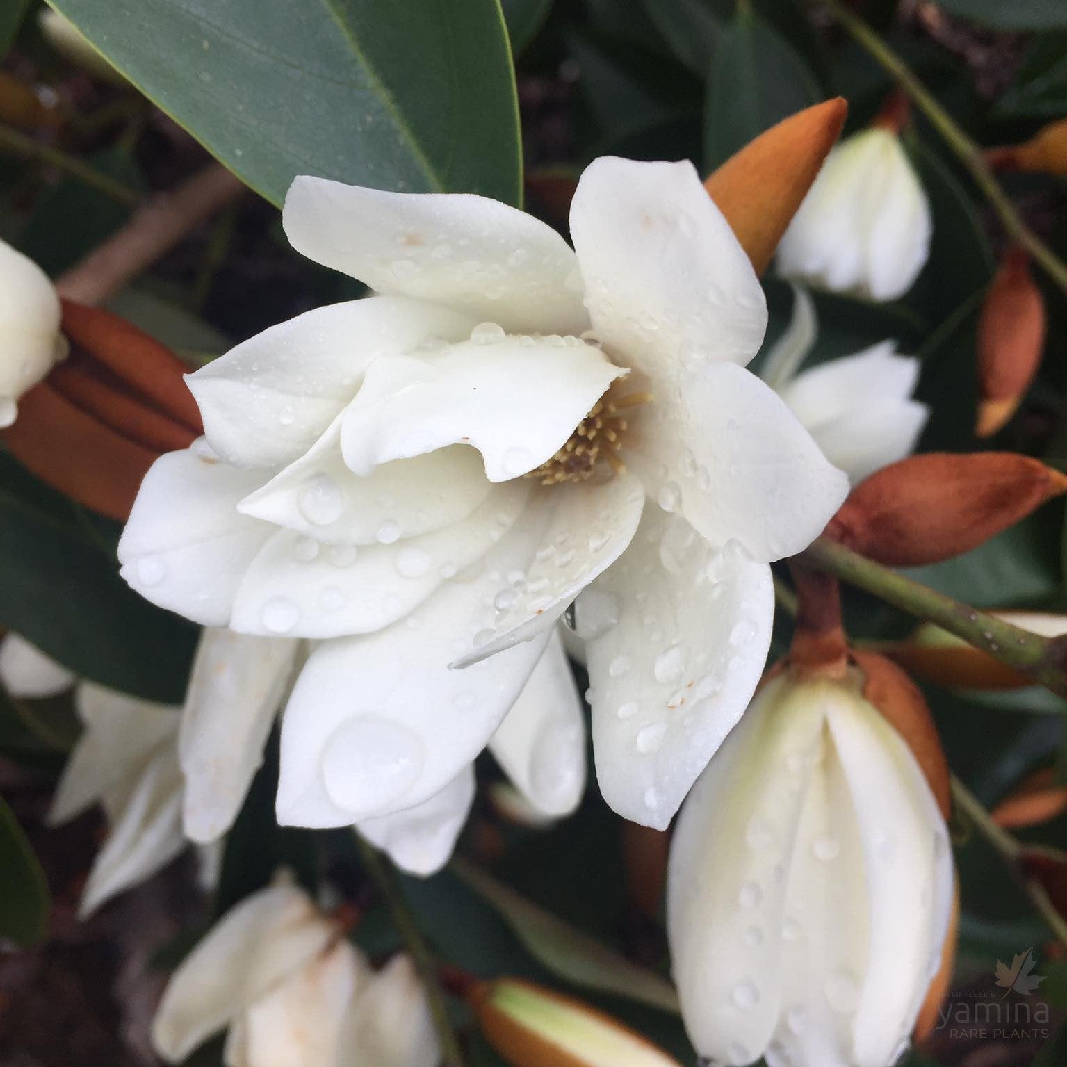 Magnolia x Fairy White 1