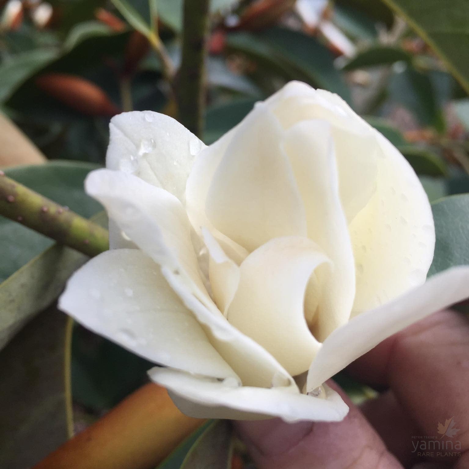 Magnolia x Fairy White 2