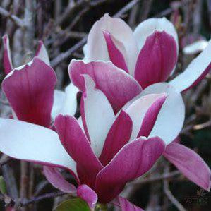 Magnolia x Picture 1
