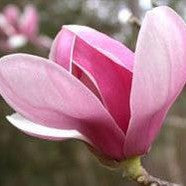 Magnolia x Picture 2