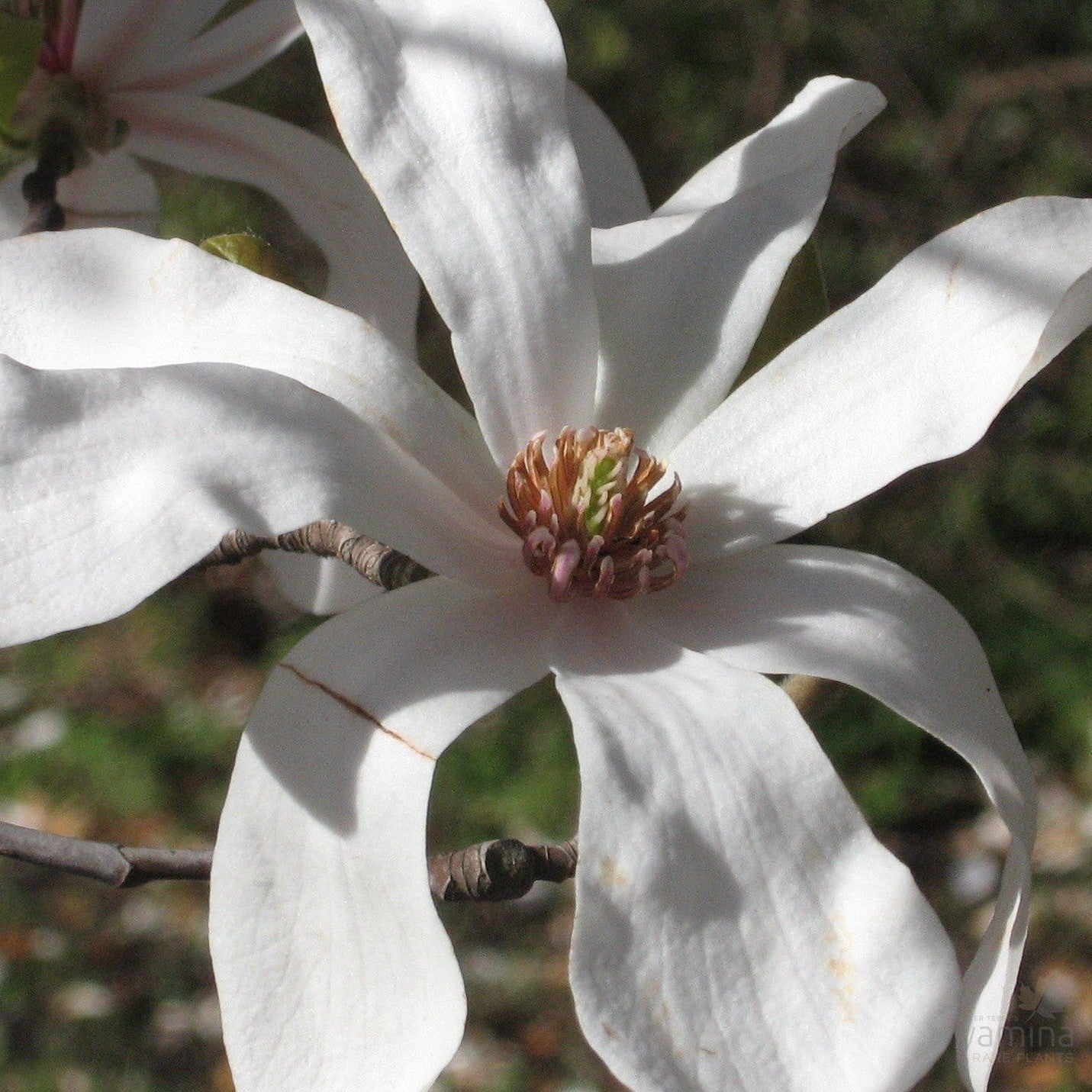 Magnolia x loebneri Merrill