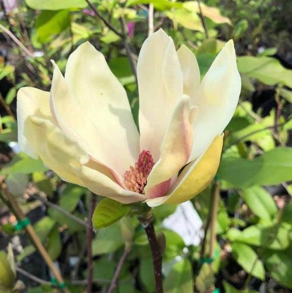 Magnolia x soulangeana Sunburst 1