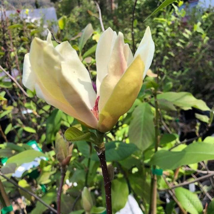 Magnolia x soulangeana Sunburst 2