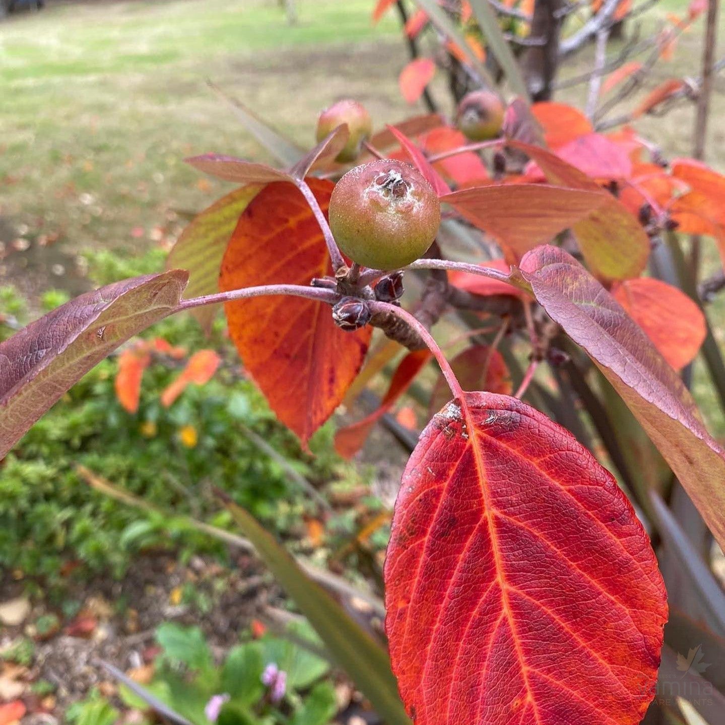 Malus tschonoskii 1