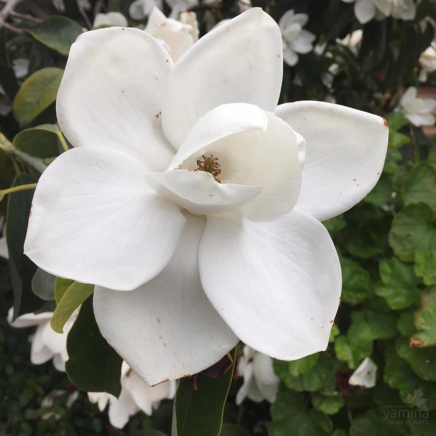 Michelia maudiae 1